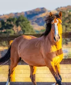 Brown Mustang Horse Diamond Painting