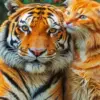Cat And Tiger Diamond Painting