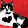 Cat With Heart Shaped Fur Diamond Painting