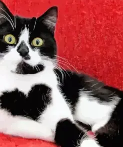 Cat With Heart Shaped Fur Diamond Painting