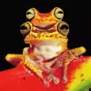 Chachi Tree Frog Diamond Painting