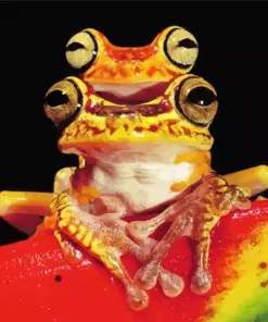 Chachi Tree Frog Diamond Painting