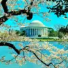 Cherry Blossom Jefferson Memorial Diamond Painting
