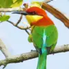 Chestnut Headed Bee Eater Bird Diamond Painting