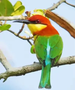 Chestnut Headed Bee Eater Bird Diamond Painting