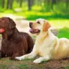 Chocolate And Yellow Lab Diamond Painting