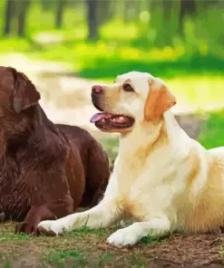 Chocolate And Yellow Lab Diamond Painting