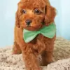Cinnamon Poodle Puppy Diamond Painting