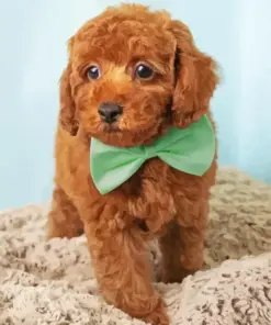 Cinnamon Poodle Puppy Diamond Painting
