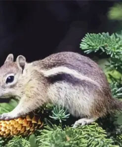 Colorado Chipmunk Diamond Painting
