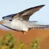 Common Cuckoo Bird Flying Diamond Painting