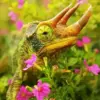 Cool Strange Horned Chameleon Diamond Painting