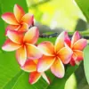 Frangipani Flowers Diamond Painting