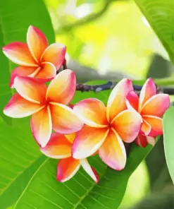 Frangipani Flowers Diamond Painting