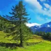 Green Pine Tree Diamond Painting