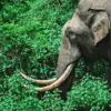 Indian Elephant Diamond Painting