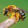 Legged Furrow Bee Diamond Painting