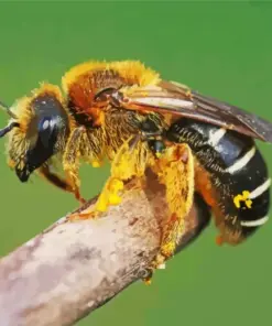 Legged Furrow Bee Diamond Painting