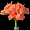 Orange Amaryllis Diamond Painting