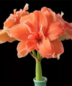Orange Amaryllis Diamond Painting