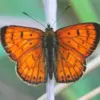 Orange And Black Butterfly Diamond Painting