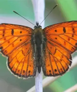 Orange And Black Butterfly Diamond Painting