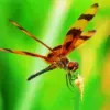 Orange And Black Dragonfly Diamond Painting