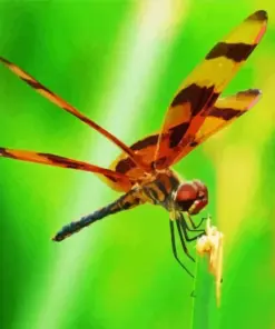 Orange And Black Dragonfly Diamond Painting