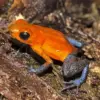 Orange And Blue Frog Diamond Painting