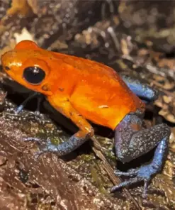 Orange And Blue Frog Diamond Painting