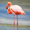 Orange Flamingo Bird Diamond Painting