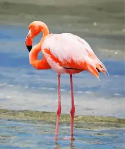 Orange Flamingo Bird Diamond Painting
