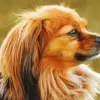 Orange Papillon Dog Diamond Painting