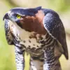 Ornate Hawk Eagle Diamond Painting