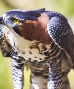 Ornate Hawk Eagle Diamond Painting