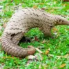 Pangolin Animal Diamond Painting