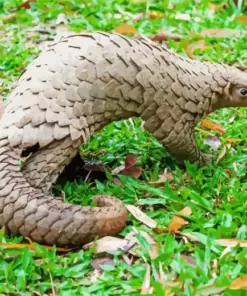 Pangolin Animal Diamond Painting