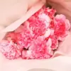 Pink Carnation Flowers Diamond Painting
