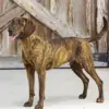 Plott Hound Dog Diamond Painting