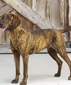 Plott Hound Dog Diamond Painting