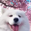 Sakura Dog Diamond Painting
