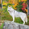 Serbian Husky Art Diamond Painting
