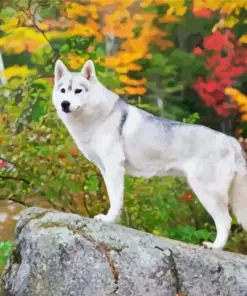 Serbian Husky Art Diamond Painting