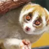 Slow Loris Primate Diamond Painting