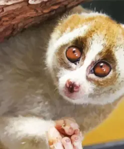 Slow Loris Primate Diamond Painting