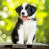 Small Black And White Dog Diamond Painting