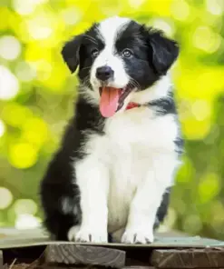Small Black And White Dog Diamond Painting
