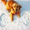 Snow Golden Retriever Diamond Painting