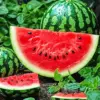 Still Life Watermelon Art Diamond Painting