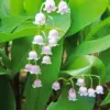 White Lily Of The Valley Diamond Painting